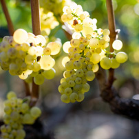wine variety