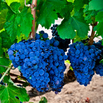 wine variety
