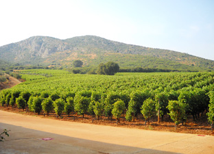 vinification