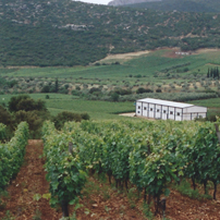 Nemea winery